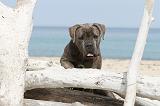 CANE CORSO 243